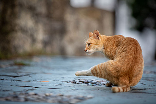 后院花园里玩耍的可爱猫眯