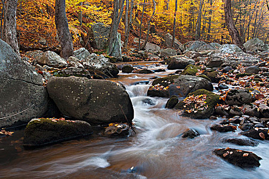 岩石,河流,树林,秋叶,叶子,纽约