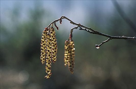 柔荑花,斑点,桤木,德国