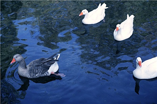 鸭子,白色,灰色,俯视,蓝湖,鸟