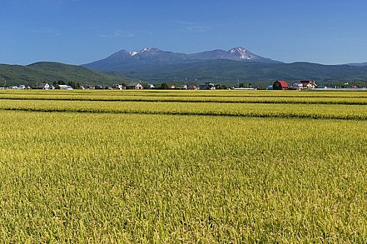 稻田,山