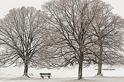 公园长椅,树,冬天