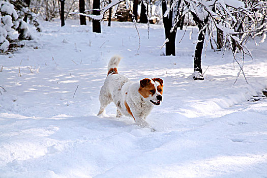 在白色雪地中奔跑着一只白黄花的小狗