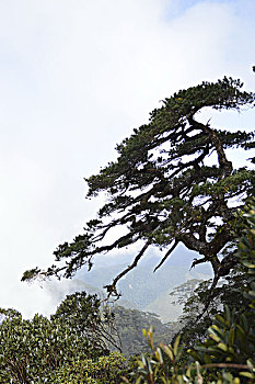 海南五指山里的松树