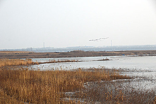 冬日湿地