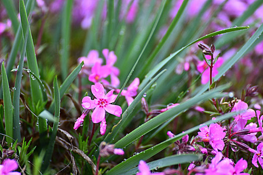 芝樱花