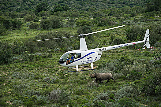 黑犀牛,直升飞机,运输,新,鱼,河,自然保护区,东开普省,南非