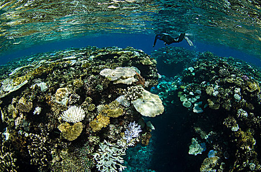 珊瑚礁,水下呼吸管,斐济