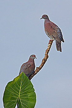 鸽子,栖息,枝条,靠近,河,亚马逊地区,厄瓜多尔