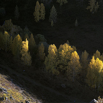 新疆白桦林
