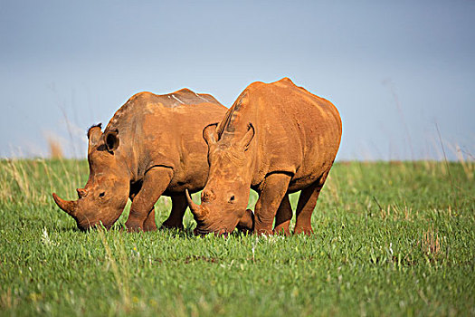 白犀牛,一对,放牧,自然保护区,南非
