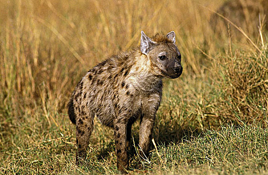斑鬣狗,高草,马赛马拉,公园,肯尼亚