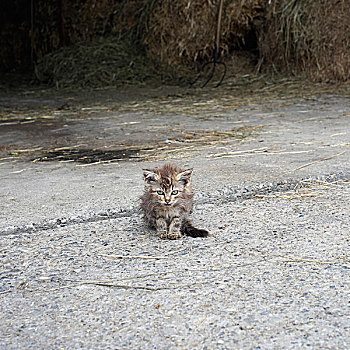 小猫