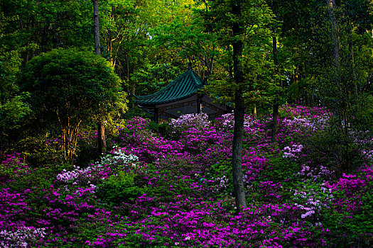 阳光下满山盛开的杜鹃花海