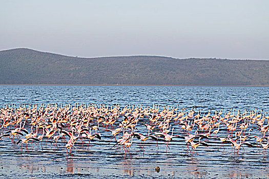 肯尼亚纳库鲁湖火烈鸟-起飞