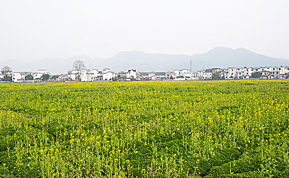 油菜花的村落