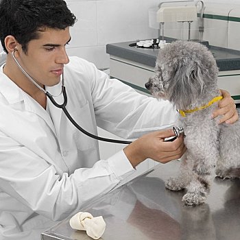 兽医,检查,狗,听诊器