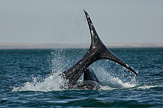 灰鲸,交配,群,下加利福尼亚州,墨西哥