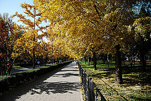 地坛公园里秋天金黄色的银杏树