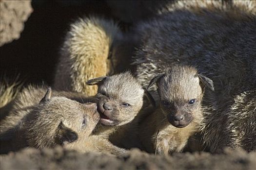 大耳狐,白天,老,幼仔,马赛马拉国家保护区,肯尼亚