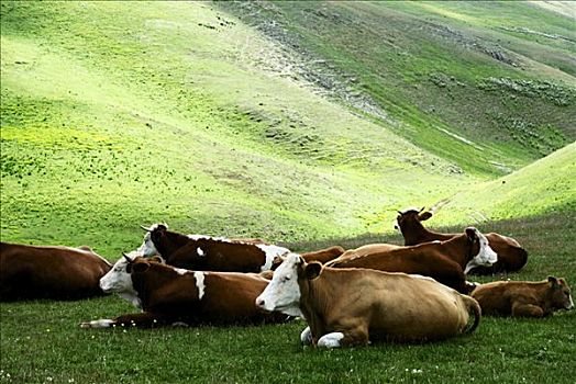 牛,大萨索山,意大利,欧洲