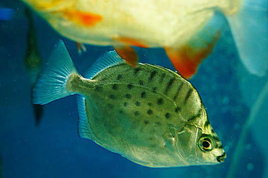 鲳鱼在水族馆里游动