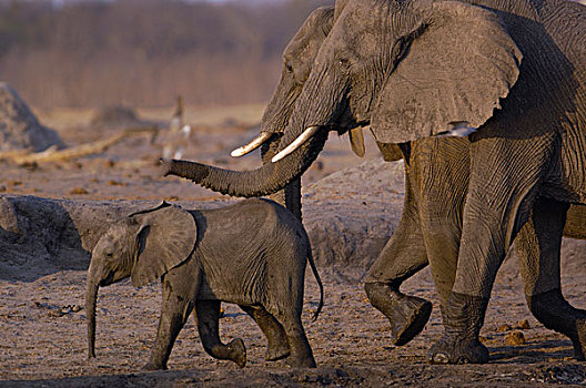 非洲象,万基国家公园,津巴布韦,南非