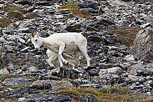 野大白羊,白大角羊,母羊,哺乳,羊羔,凶猛,河,环,德纳里峰国家公园,阿拉斯加,美国