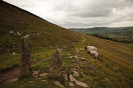 英格兰,德贝郡,希望,两只,羊,放牧,旁边,小路,跑,山,峰区国家公园