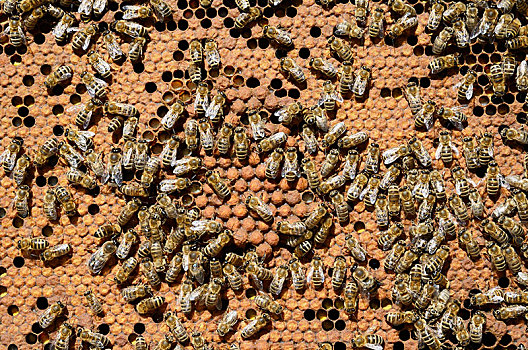 窝,蜂巢,围绕,工蜂,蜜蜂,意大利蜂