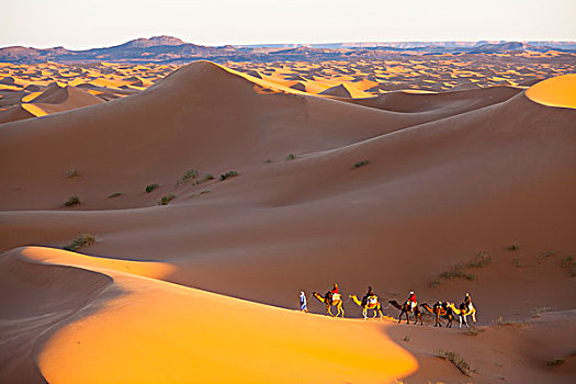 驼队,日落,却比沙丘,摩洛哥