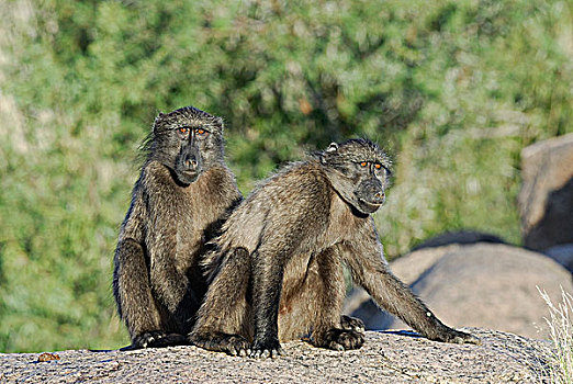 南非,卡拉哈里沙漠,国家公园,大狒狒,豚尾狒狒