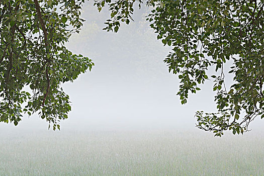 枝条,树,地点,晨雾,自然保护区,黑森州,德国,欧洲
