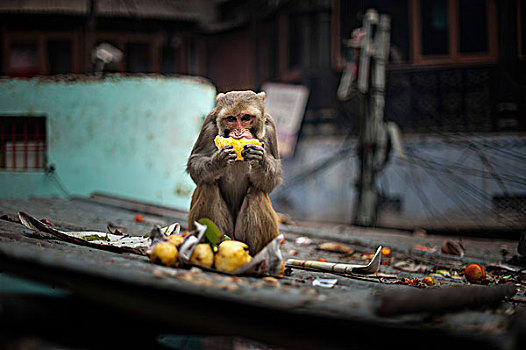 猴子,吃,水果