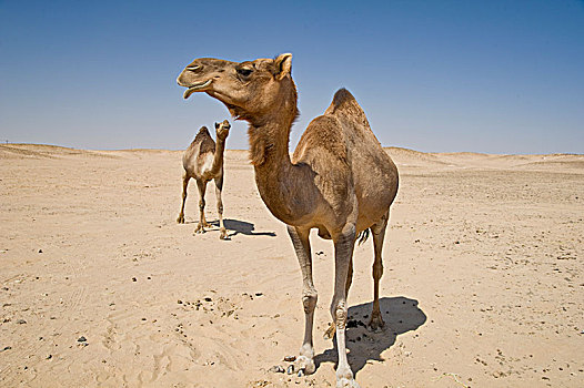 单峰骆驼,荒芜,擦,阿曼,亚洲