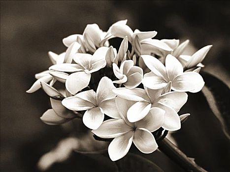 夏威夷,簇,白色,鸡蛋花,花,树上,黑白照片