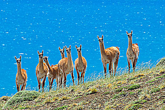 牧群,原驼,正面,南方,巴塔哥尼亚,托雷德裴恩国家公园,智利