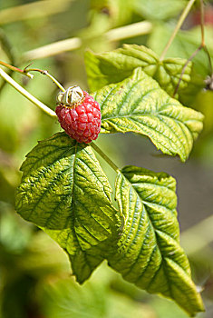 树莓,灌木