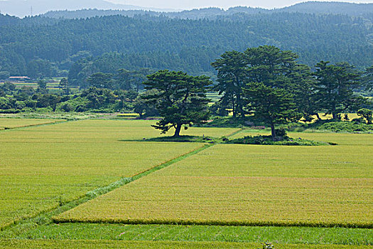 乡村,秋田