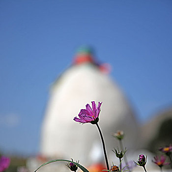 花絮