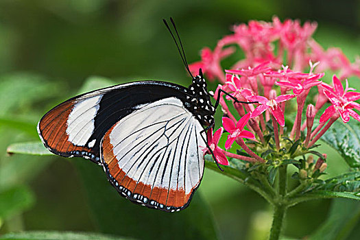 蝴蝶,非洲