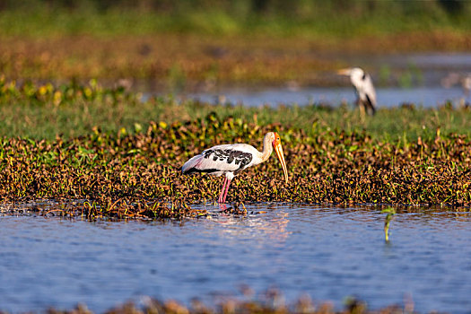 斯里兰卡沼泽地求生的彩鹳