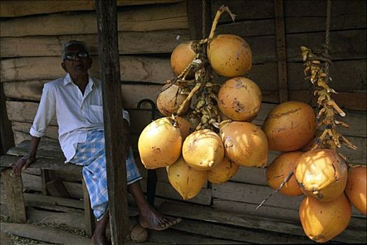 椰子,丹布勒,斯里兰卡,南亚
