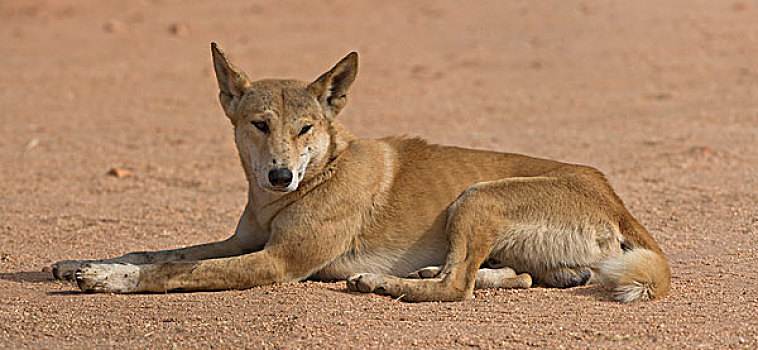 澳洲野狗,狼,休息,大理石,北领地州,澳大利亚