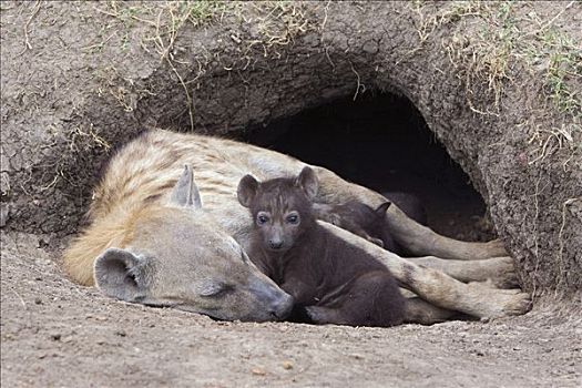 斑鬣狗,白天,老,幼兽,巢穴,入口,母兽,马赛马拉国家保护区,肯尼亚