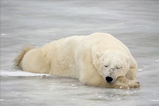 北极熊,睡觉,海冰,丘吉尔市,曼尼托巴,加拿大