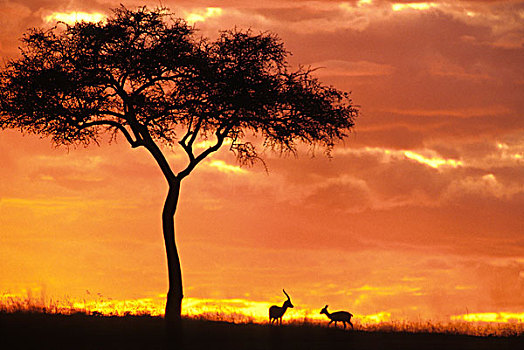 瞪羚,放牧,刺槐,日落,马赛马拉,肯尼亚