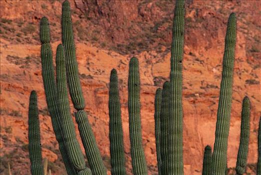 树形仙人掌,巨人柱仙人掌,仙人掌,管风琴仙人掌国家保护区,亚利桑那