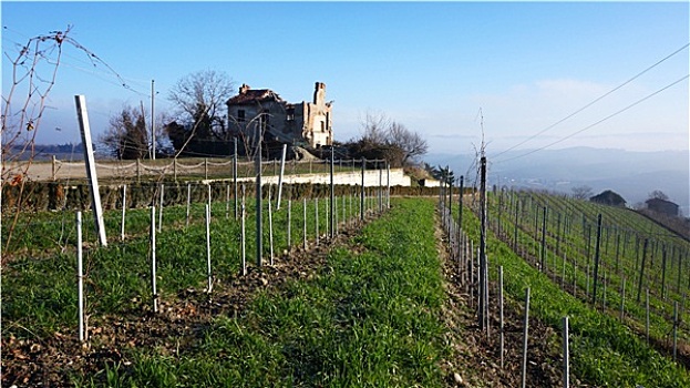 葡萄酒,农场,皮埃蒙特区,意大利