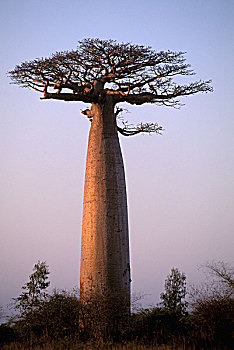 非洲,马达加斯加,穆龙达瓦,猴面包树